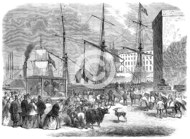 Shipping wild animals in the London Docks, 1864. Creator: Unknown.