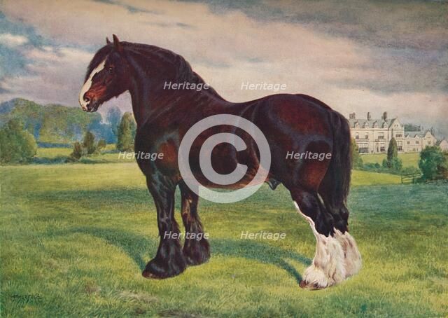 Shire Horse stallion Harold, c1905 (c1910). Artist: Frank Babbage.