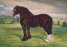 Shire Horse stallion Harold, c1905 (c1910). Artist: Frank Babbage