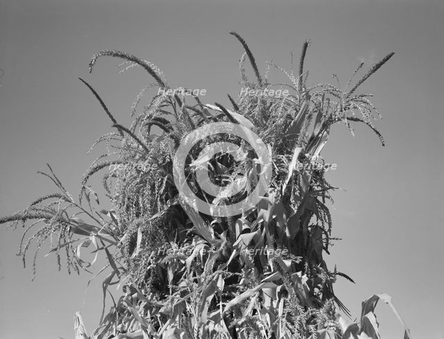 Shocked corn in field of FSA borrower, Sunset Valley, Malheur County, Oregon, 1939. Creator: Dorothea Lange.