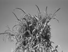 Shocked corn in field of FSA borrower, Sunset Valley, Malheur County, Oregon, 1939. Creator: Dorothea Lange
