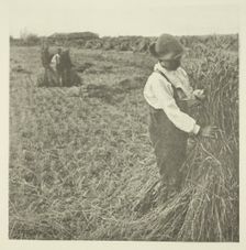 Shocking Corn (Norfolk), c. 1883/87, printed 1888. Creator: Peter Henry Emerson