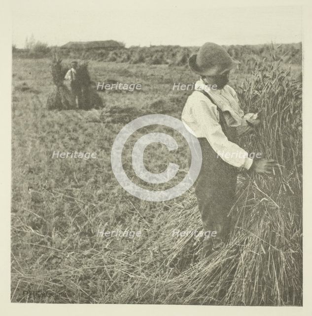 Shocking Corn (Norfolk), c. 1883/87, printed 1888. Creator: Peter Henry Emerson.