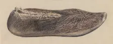 Shoe, 1935/1942. Creator: Melita Hofmann