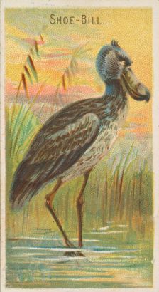Shoe-Bill, from the Birds of the Tropics series (N5) for Allen & Ginter Cigarettes Brands, 1889. Creator: Allen & Ginter