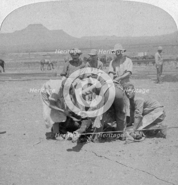 Shoeing horses at Naauwpoort, South Africa, Boer War, 1900. Artist: Underwood & Underwood