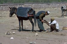 Shoeing of a mule at the Berber market south of Marrakech