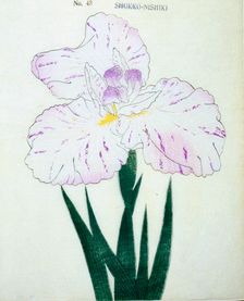 Shokko-Nishiki, No. 48