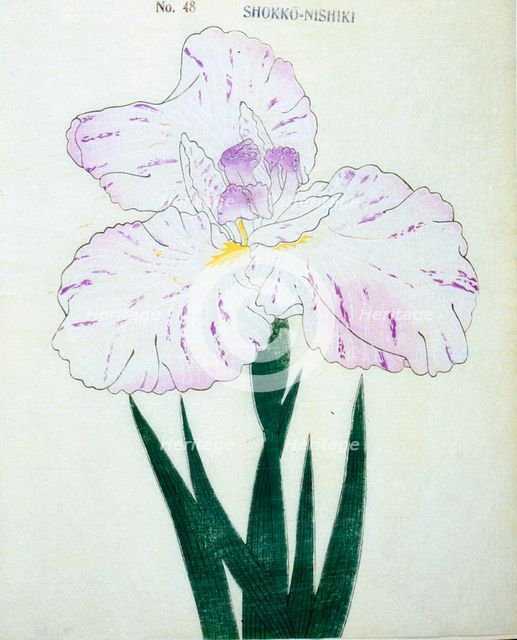 Shokko-Nishiki, No. 48.