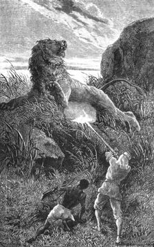 Shooting a Lion; Life in a South African Colony 1875. Creator: Unknown