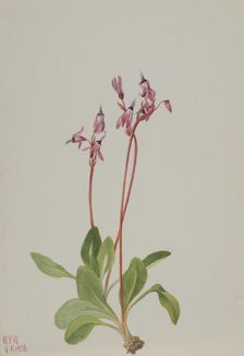 Shooting Star (Dodecatheon hendersonii), 1936. Creator: Mary Vaux Walcott