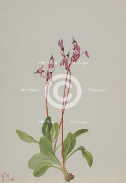 Shooting Star (Dodecatheon hendersonii), 1936. Creator: Mary Vaux Walcott.