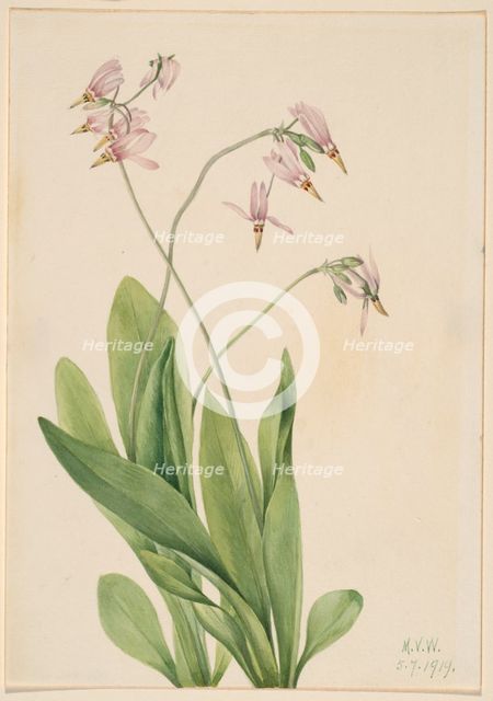 Shooting Star (Dodecatheon meadia), 1919. Creator: Mary Vaux Walcott.