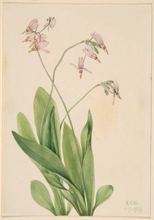 Shooting Star (Dodecatheon meadia), 1919. Creator: Mary Vaux Walcott