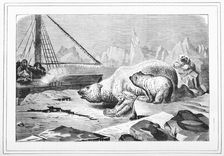 Shooting polar bears, 1880. Creator: Unknown