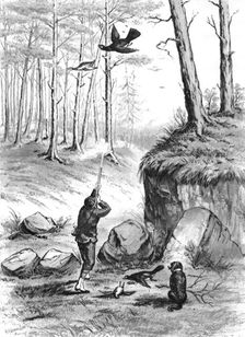 Shooting pheasants, 1883. Creator: H. Parsons