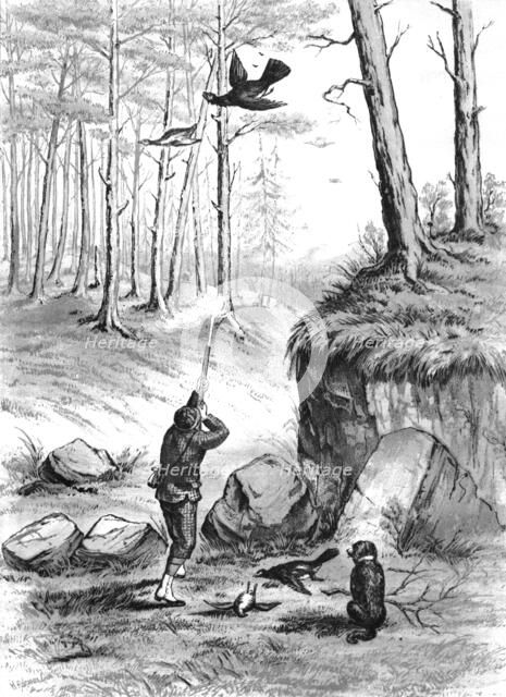 Shooting pheasants, 1883. Creator: H. Parsons.