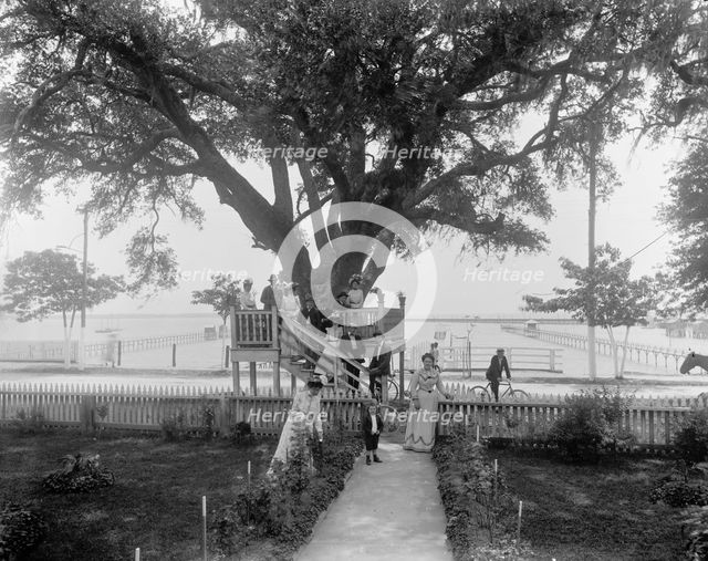 Shoo-fly at Madame Boyle's, Bay St. Louis, Miss., between 1900 and 1906. Creator: Unknown.