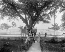 Shoo-fly at Madame Boyle's, Bay St. Louis, Miss., between 1900 and 1906. Creator: Unknown