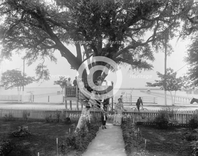 Shoo-fly at Madame Boyle's, Bay St. Louis, Miss., between 1900 and 1906. Creator: Unknown.