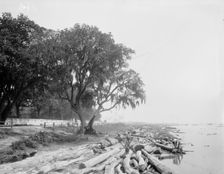 Shore at Frascati, Mobile, Ala., The, (ca 1900?). Creator: Unknown