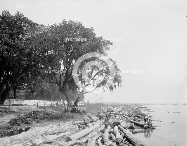 Shore at Frascati, Mobile, Ala., The, (ca 1900?). Creator: Unknown.