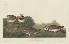 Shore Lark, 1834. Creator: Robert Havell