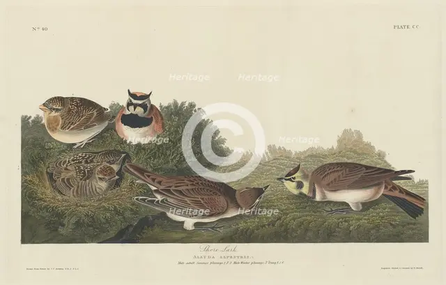 Shore Lark, 1834. Creator: Robert Havell.