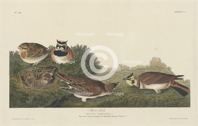 Shore Lark, 1834. Creator: Robert Havell.