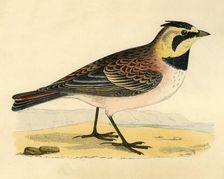 Shore Lark late 19th century. Creator: Unknown