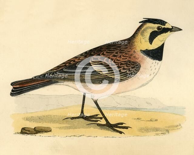 'Shore Lark', late 19th century. Creator: Unknown.