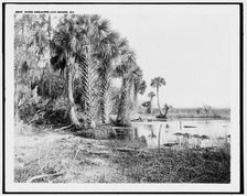 Shore line along Lake George, Fla., between 1880 and 1897. Creator: William H. Jackson