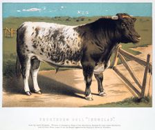 Shorthorn Bull Ironclad' 1875. Creator: Anon