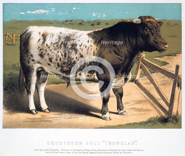 'Shorthorn Bull 'Ironclad'', 1875. Creator: Anon.