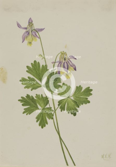 Shortspur Columbine (Aquilegia brevistyla), 1907. Creator: Mary Vaux Walcott.