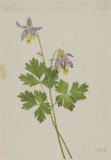 Shortspur Columbine (Aquilegia brevistyla), 1907. Creator: Mary Vaux Walcott