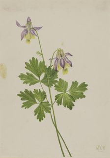 Shortspur Columbine (Aquilegia brevistyla), 1907. Creator: Mary Vaux Walcott