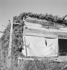 Shows construction of chicken house, sage bush thatched, Dead Ox Flat, Malheur County, Oregon, 1939. Creator: Dorothea Lange