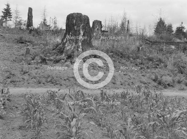 Shows charater of the land in the hills surrounding Elma, Grays Harbor, Western Wasington, 1939. Creator: Dorothea Lange.