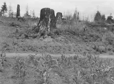 Shows charater of the land in the hills surrounding Elma, Grays Harbor, Western Wasington, 1939. Creator: Dorothea Lange