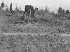 Shows charater of the land in the hills surrounding Elma, Grays Harbor, Western Wasington, 1939. Creator: Dorothea Lange
