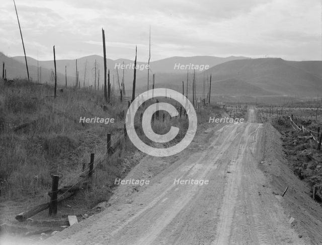 Shows character of cut-over area, Bonner County, Idaho, 1939. Creator: Dorothea Lange.