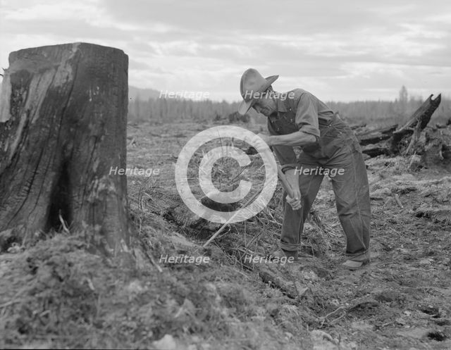 Shows method of pulling tomarack stump, Bonner County, Idaho, 1939. Creator: Dorothea Lange.