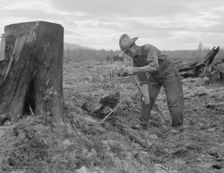 Shows method of pulling tomarack stump, Bonner County, Idaho, 1939. Creator: Dorothea Lange