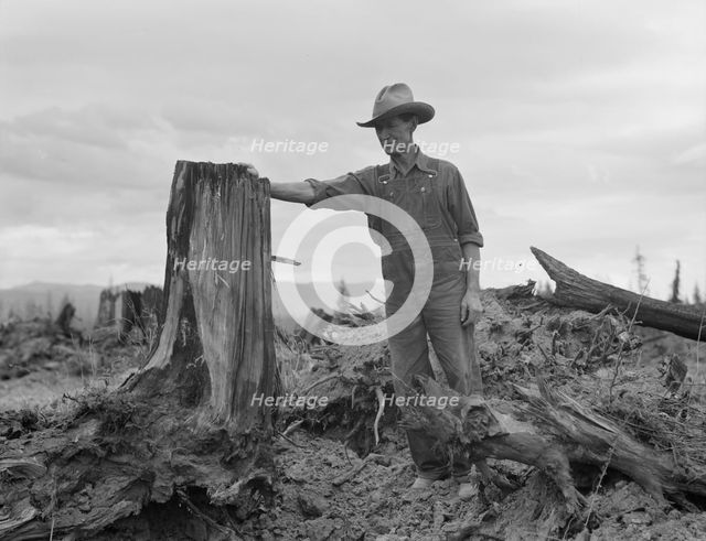 Shows stump on cut-over farm after blasting, Bonner County, Idaho, 1939. Creator: Dorothea Lange.