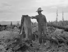 Shows stump on cut-over farm after blasting, Bonner County, Idaho, 1939. Creator: Dorothea Lange