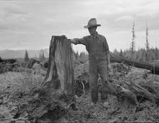Shows stump on cut-over farm after blasting, Bonner County, Idaho, 1939. Creator: Dorothea Lange