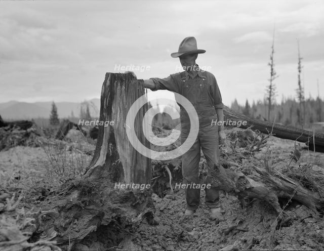 Shows stump on cut-over farm after blasting, Bonner County, Idaho, 1939. Creator: Dorothea Lange.