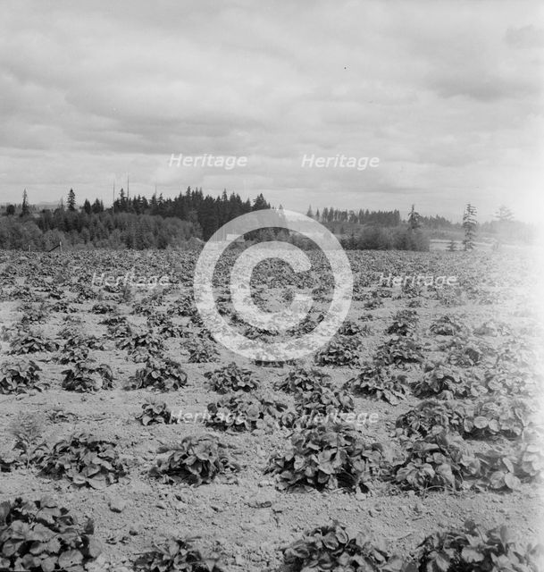 Shows the Arnold house, looking across their strawberry field..., Michigan Hill, Washington, 1939. Creator: Dorothea Lange.