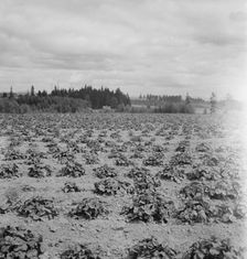 Shows the Arnold house, looking across their strawberry field..., Michigan Hill, Washington, 1939. Creator: Dorothea Lange